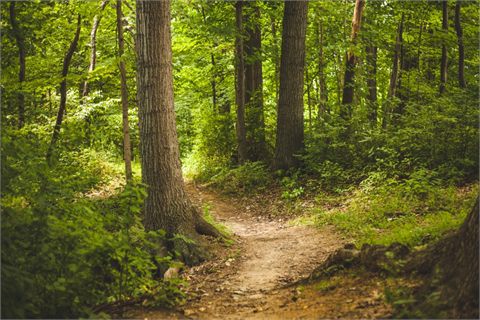 Mänskliga kvarlevor anträffade i skog