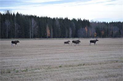 IMG_4353.jpg