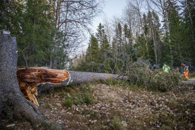 Flera larm om nedfallna trd