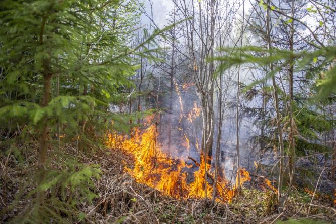 Skogsbrand i Vsterby utanfr Hedemora